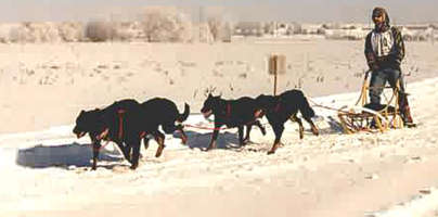 FEERIQUE des Fugues de St-Alban, dans le team Brady, Minnesota